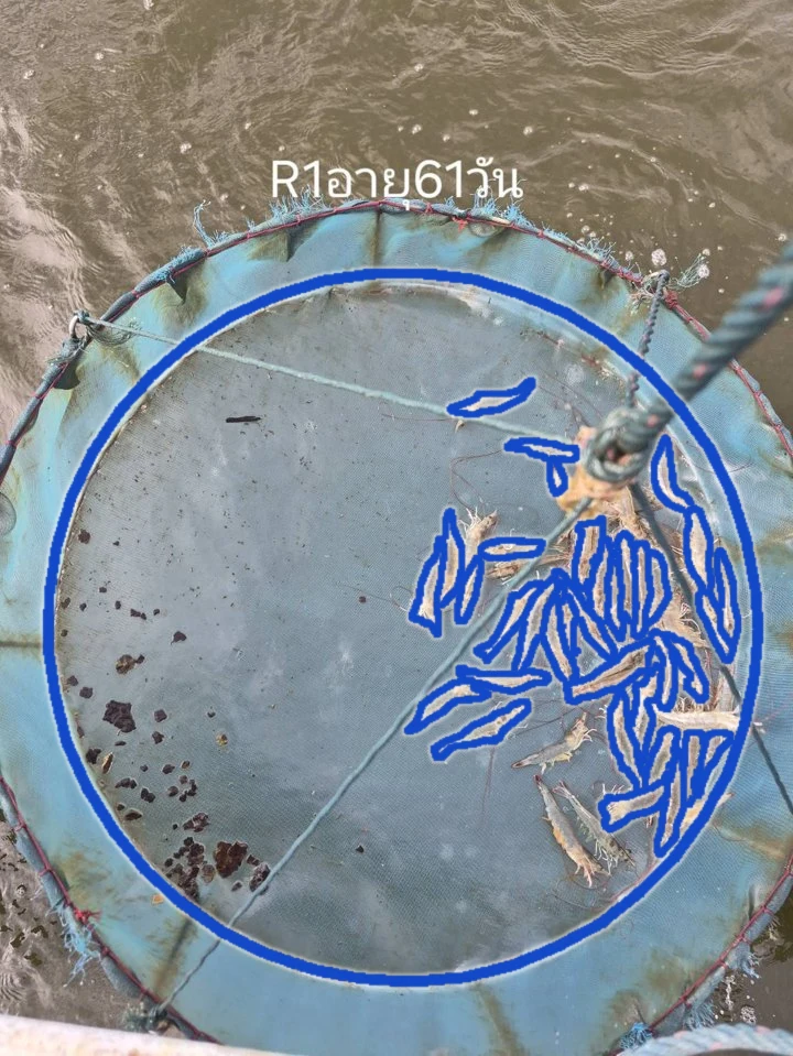 Real lift-net photo from pond R1 at day 61, with the shrimp the system counted marked in blue